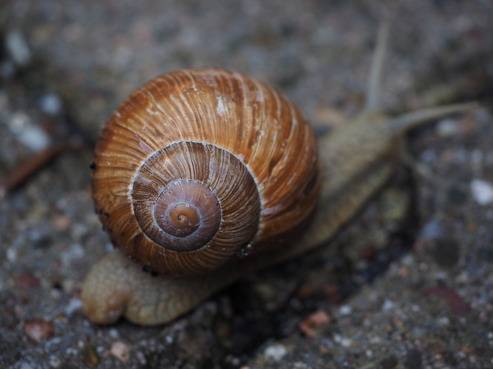 Reptile helix pomatia housing supporting country snail