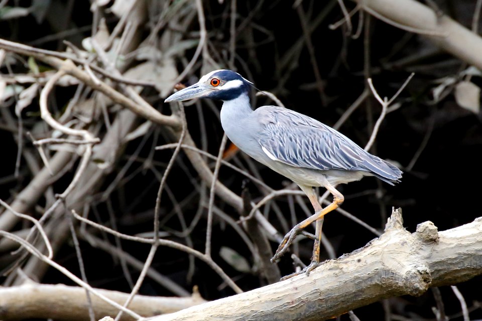 Yellow-crowned Night-Heron, Nyctanassa violacea - 260A3433