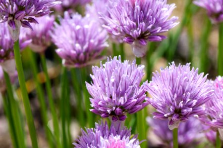 차이브 골파 꽃 Chive flower