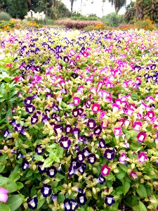 Jardim Botânico Plantarum