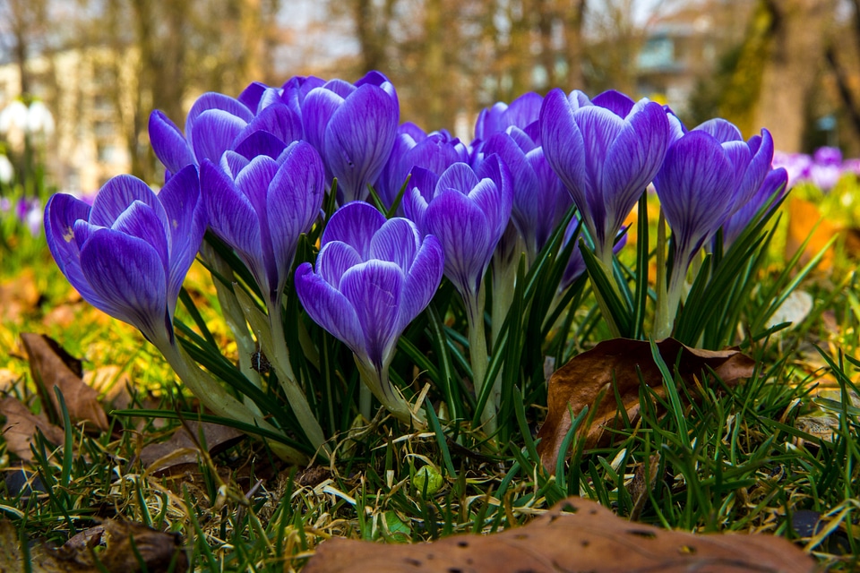 Flower spring purple