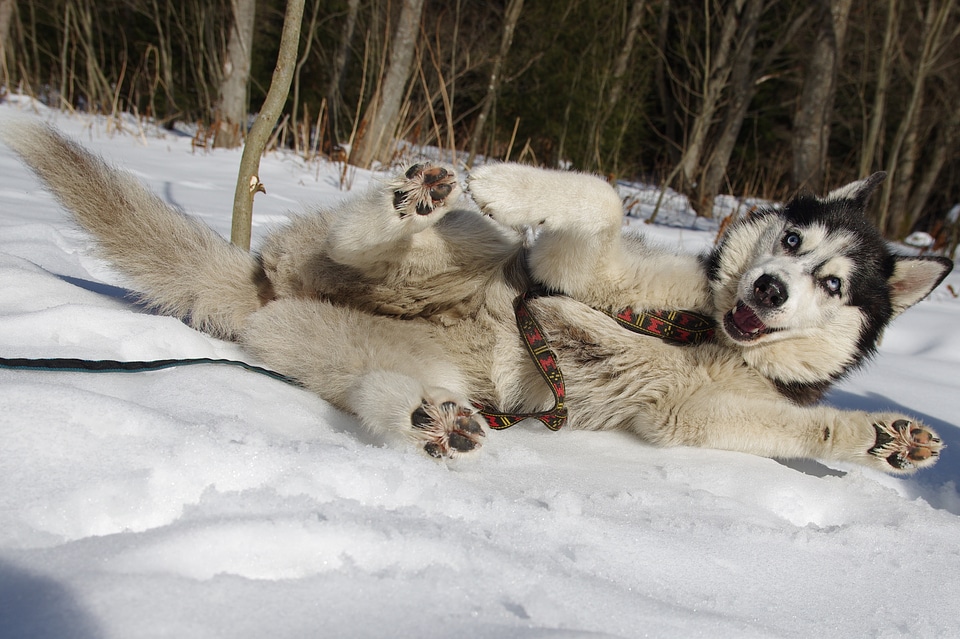 Husky sled dogs adamczak