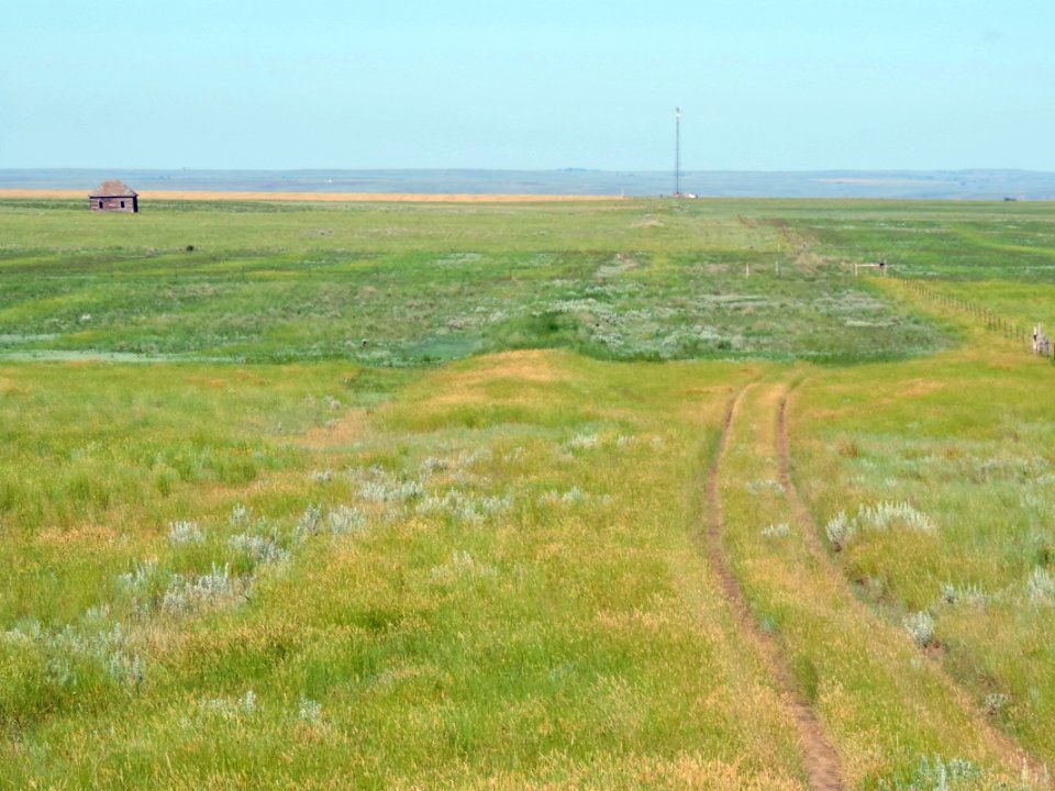 PHOTO 2 Crested Wheatgrass Conversion by BLM Glasgow 2016 JCMOOR