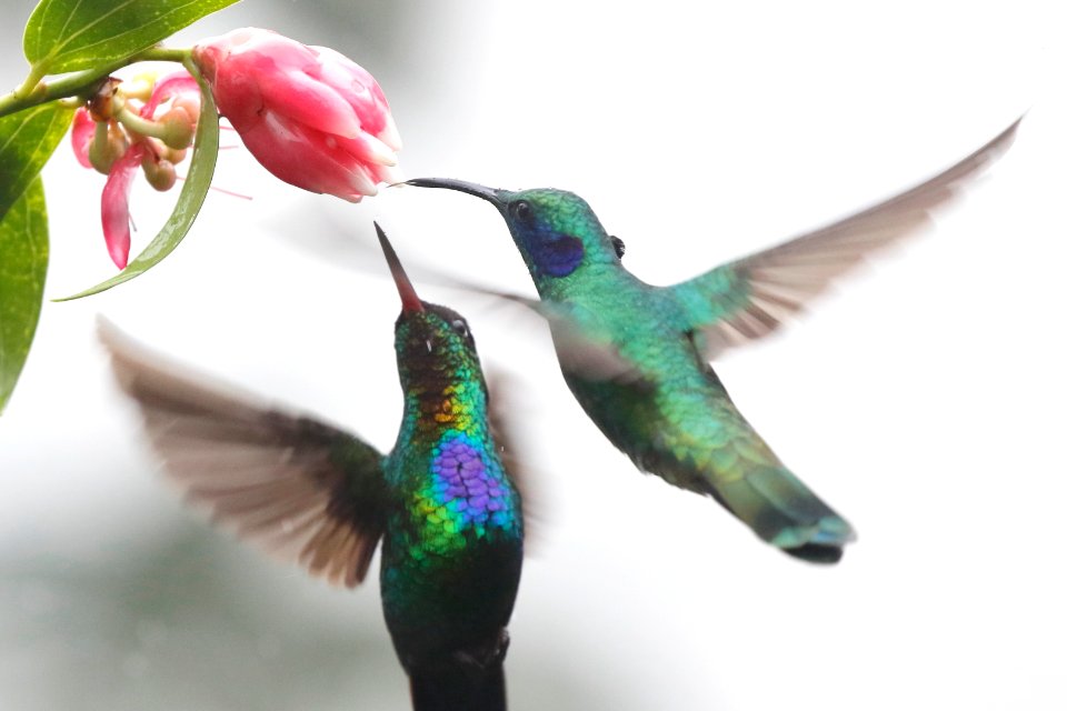 Fiery-throated Hummingbird & Green Violet-ear 260A4188