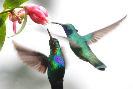 Fiery-throated Hummingbird & Green Violet-ear 260A4188 photo