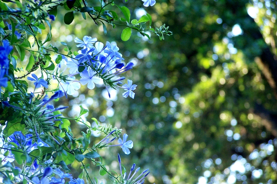 Flower bloom blue