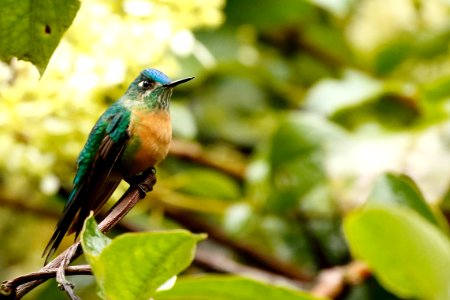 Long-tailed Sylph (f) 260A0104