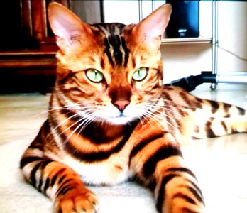 Random cat