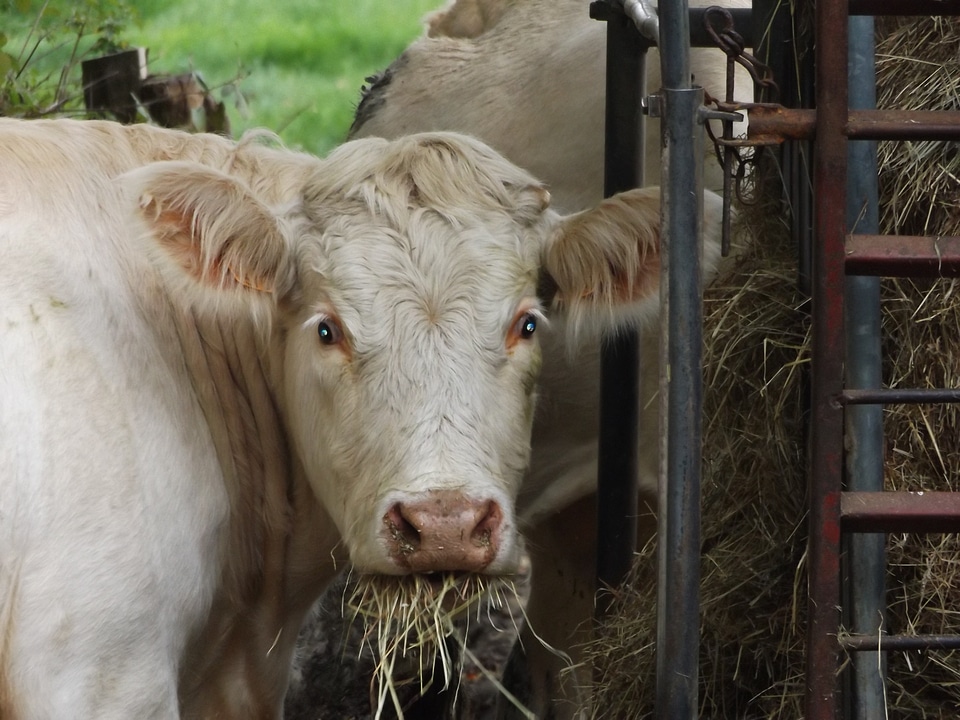 Cow head eat