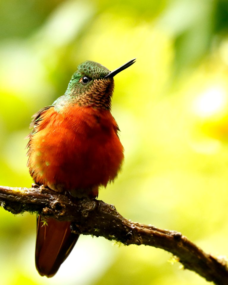 Chestnut-breasted Coronet (Boissonneaua matthewsi) - 260A0129.cr2