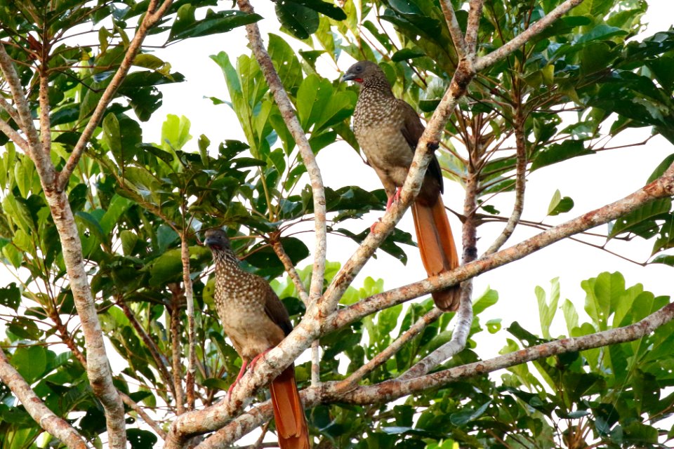 Speckled Chachalaca (Ortalis guttata) - 1120
