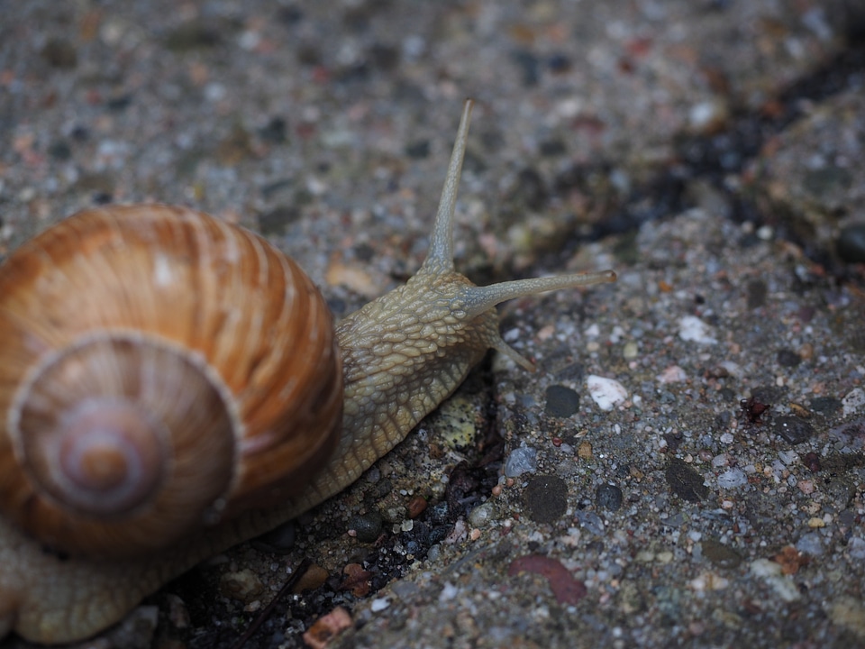 Shell mollusk reptile