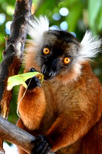 Lemure - Madagascar