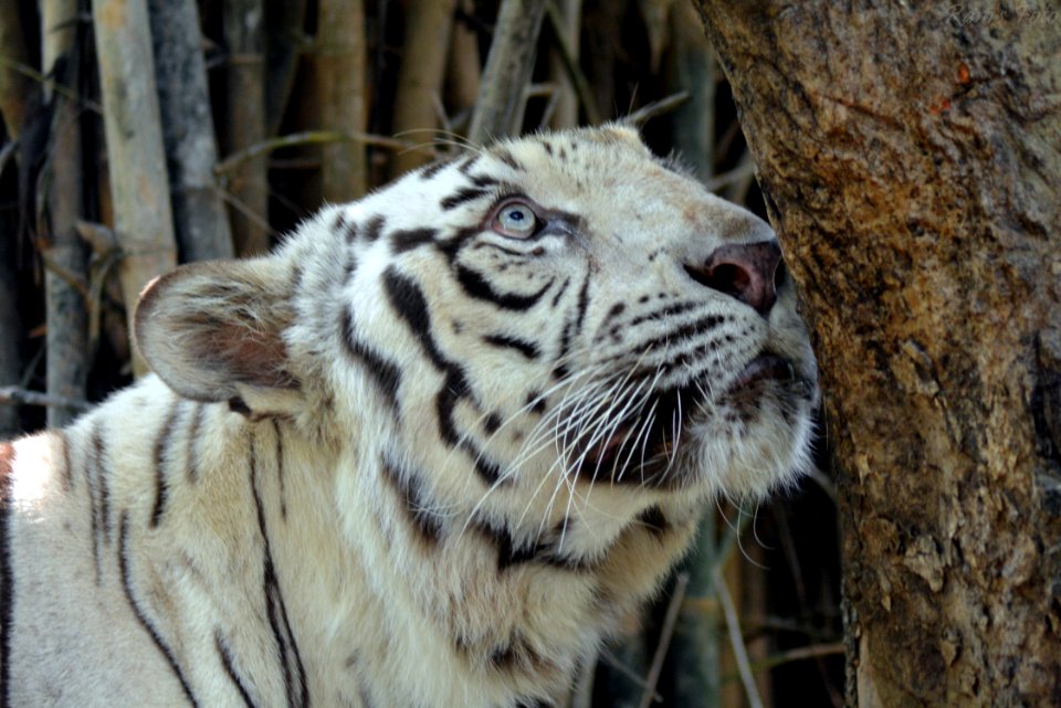 White Tiger photo