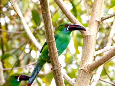 Crimson-rumped Toucanet, Aulacorhynchus heamatopygus - 260A2463