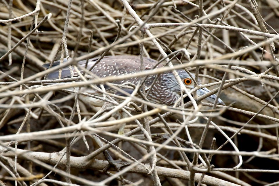 Black-crowned Night-Heron (juv.), Nycticorax nycticorax - 260A3430