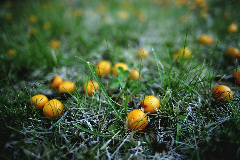 Fallout late summer food