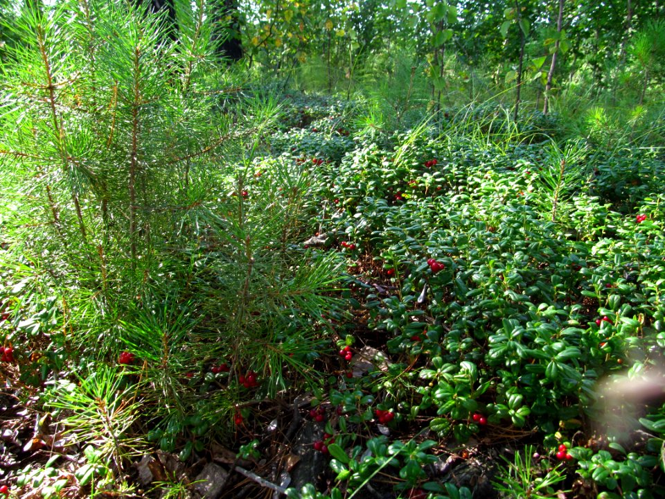 Vaccinium vitis-idaea