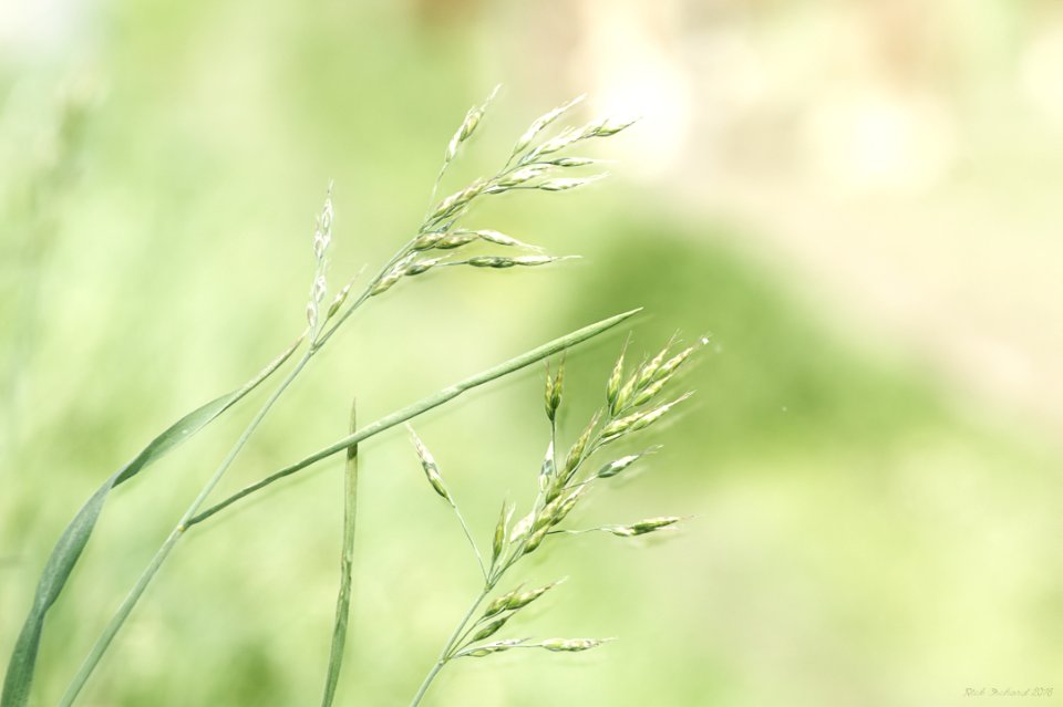 Spring Weeds