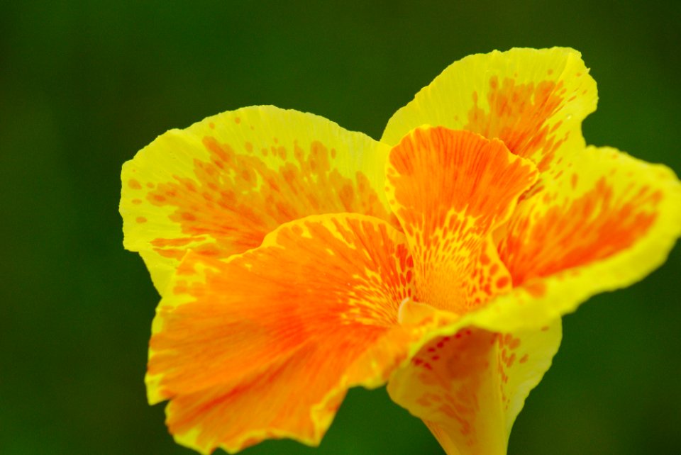 Another yellow flower