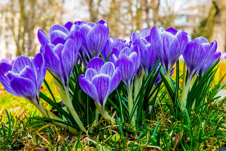 Flower spring purple
