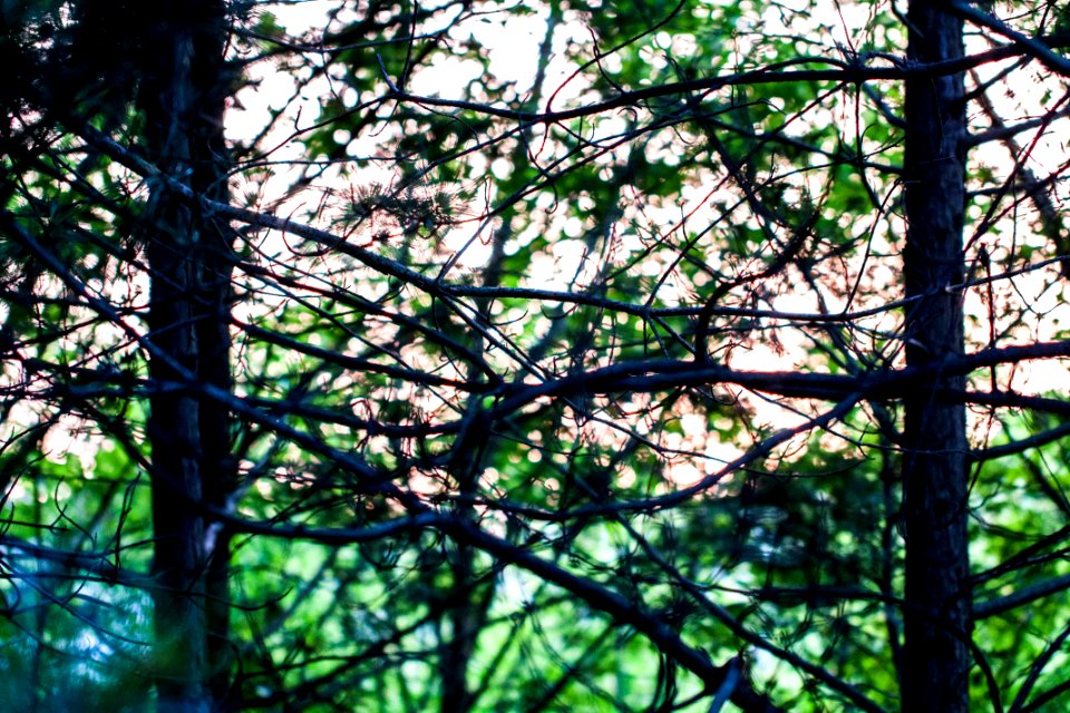 얼기설기 나뭇가지 나무숲 Trees Branches Complicated Weave