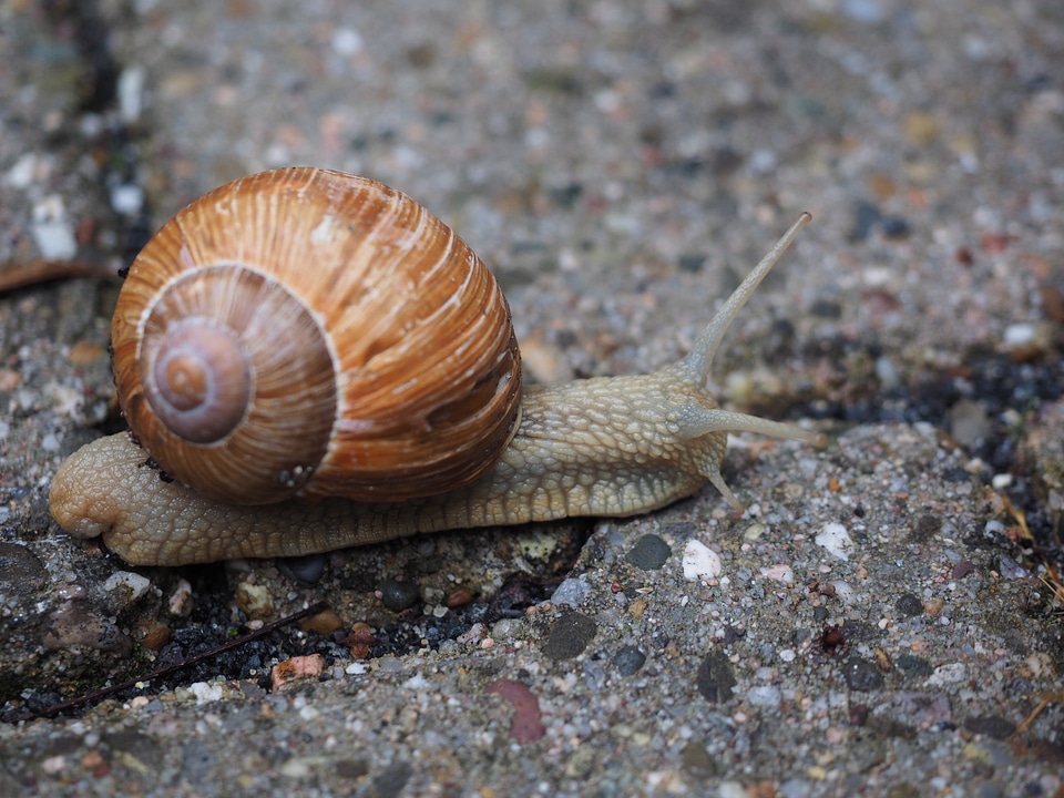 Reptile helix pomatia housing supporting country snail