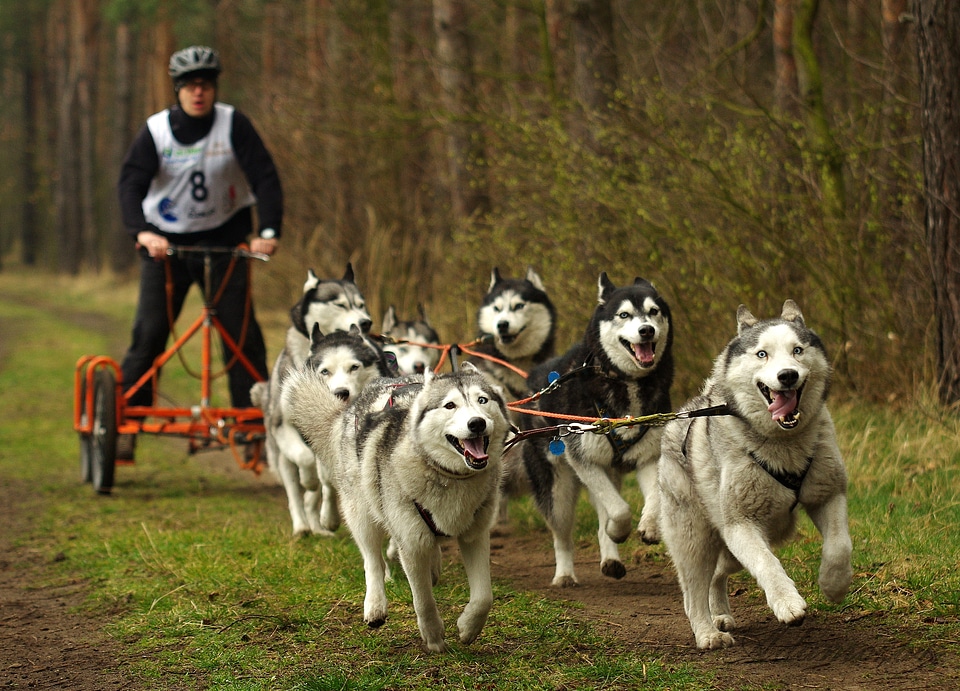 Husky sled dogs adamczak