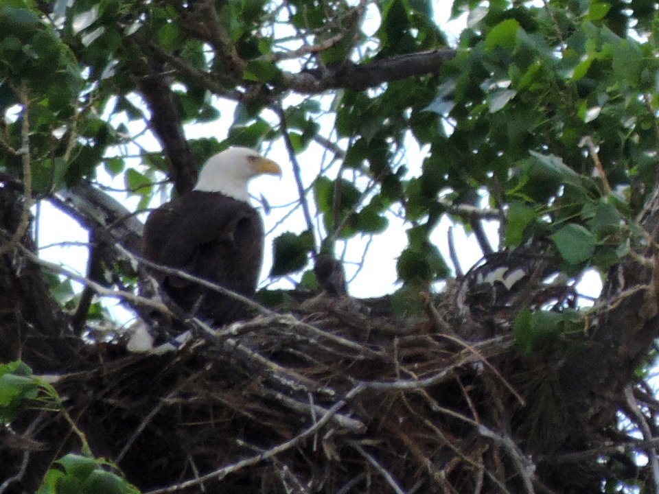 NEWS RELEASE PHOTO 2017 May 16 Nesting eagles close Monument campgrounds JC MOOR