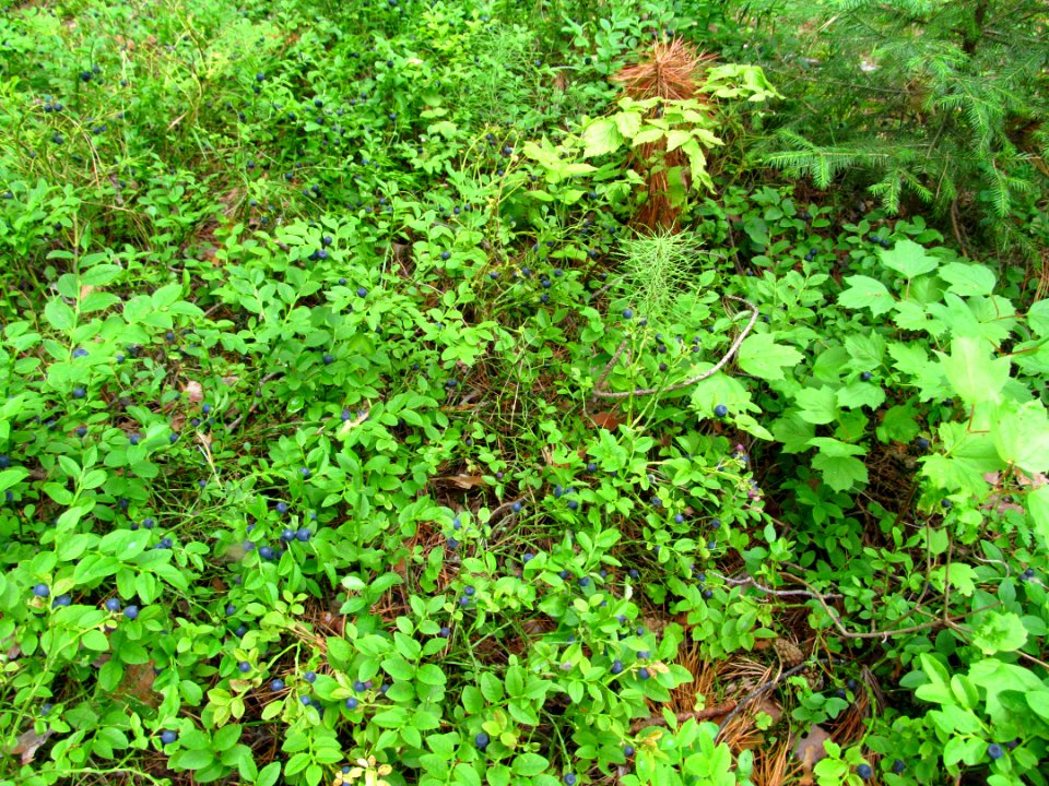Vaccinium myrtillus