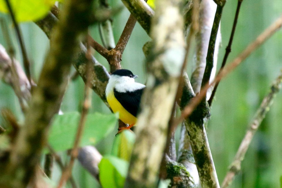 White-collared Manakin 260A4560