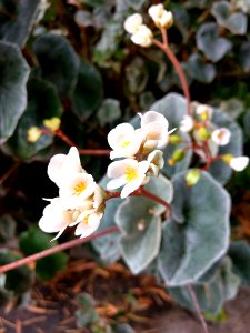 Jardim Botânico Plantarum