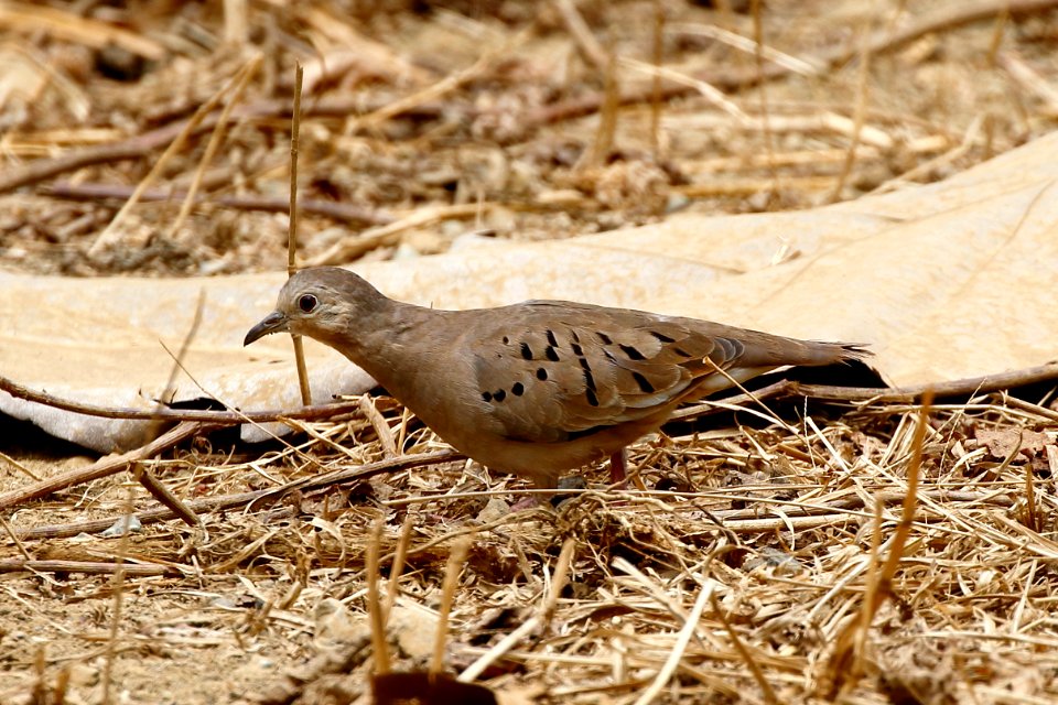 Ecuadorian Ground-Dove, Columbina buckleyi -  260A3282