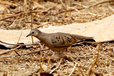 Ecuadorian Ground-Dove, Columbina buckleyi -  260A3282