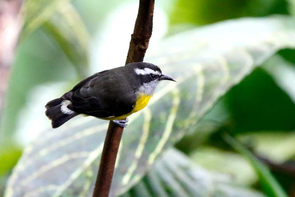 Bananaquit, Coereba flaveola - 260A1930
