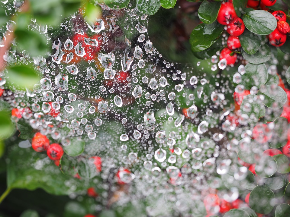Beaded droplets water droplets