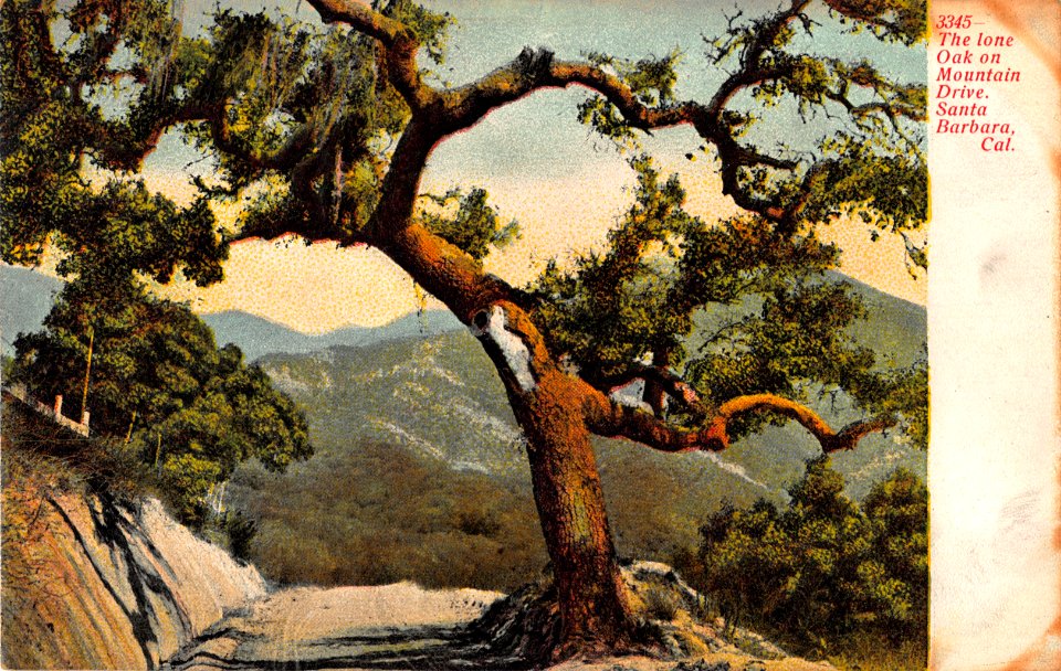 3345. THE LONE OAK ON MOUNTAIN DRIVE SANTA BARBARA CALIFORNIA