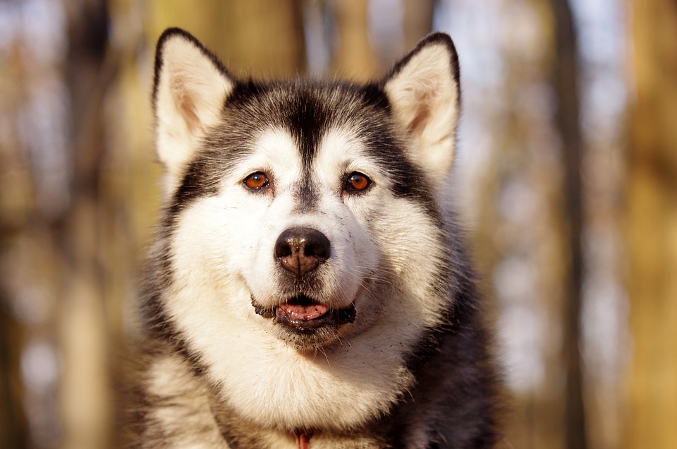 Husky sled dogs adamczak