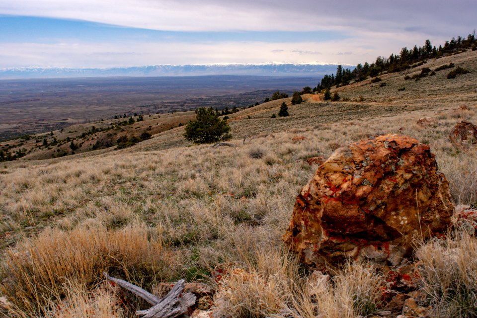 20200504 Pryor Mtns 163