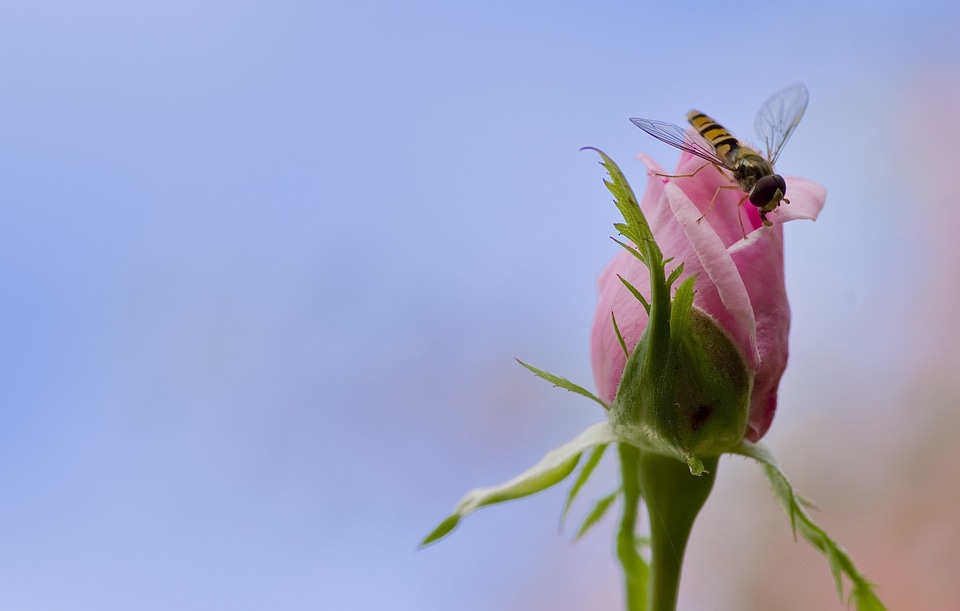 Mimicry pink insect