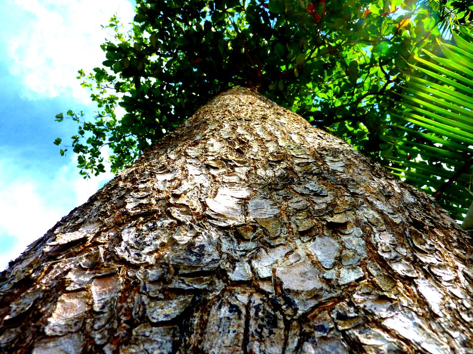 Almond tree - Arbre Amandier