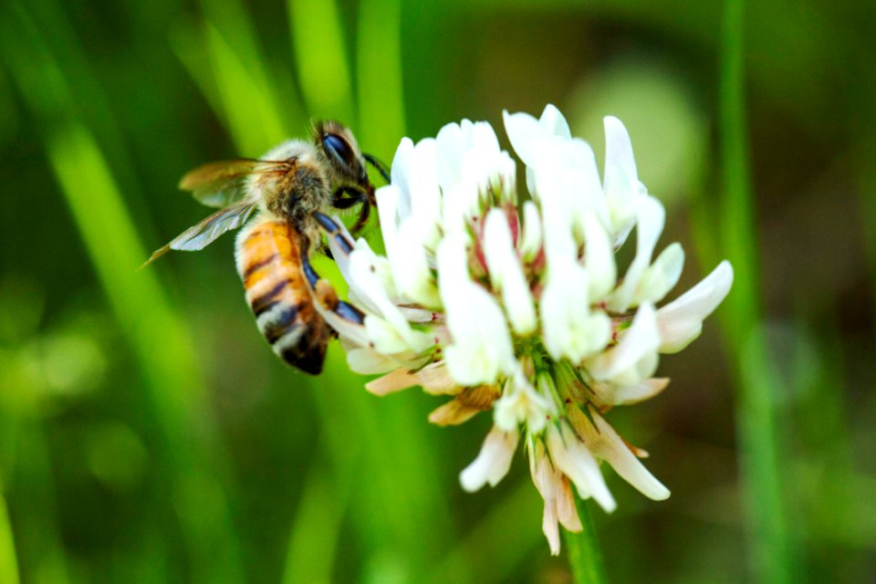 흰 토끼풀 꿀벌 Trifolium repens Bee white Clover