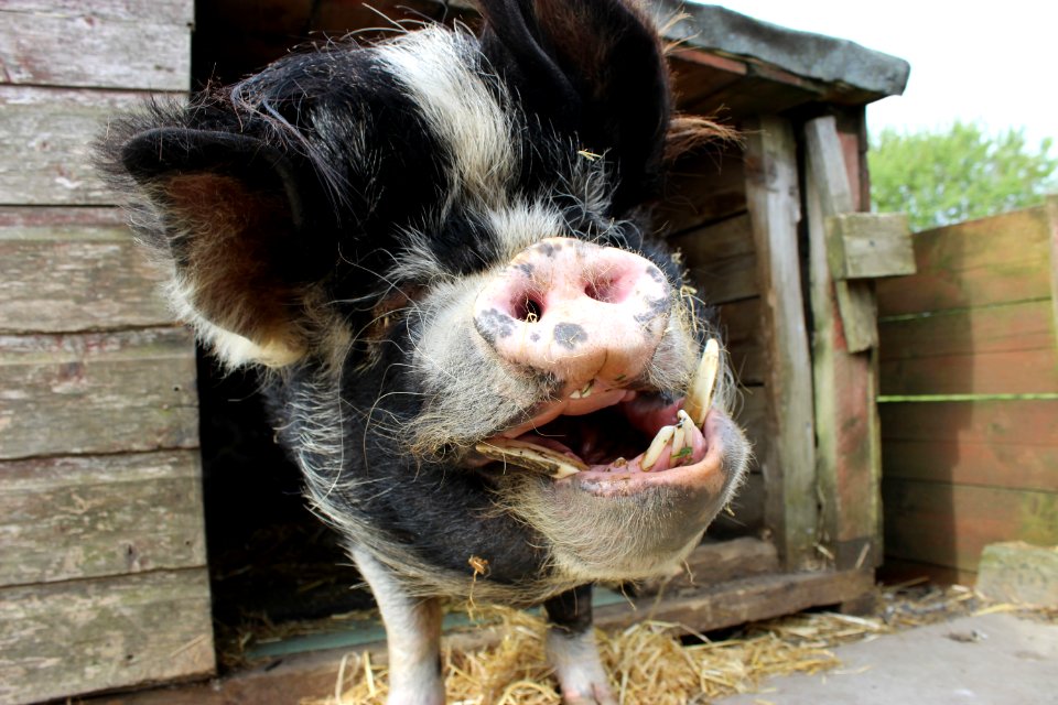 petkunekunepig-3