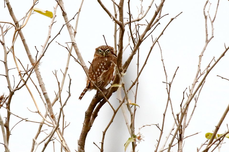 Peruvian (Pacific) Pygmy-Owl, Glaucidium Peruanum -260A3728