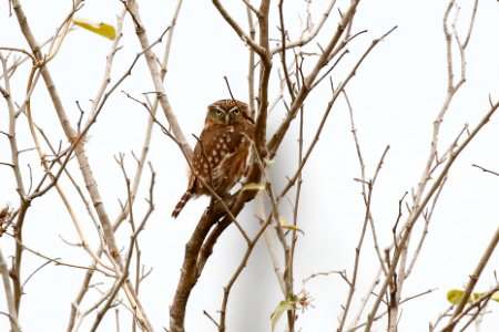 Peruvian (Pacific) Pygmy-Owl, Glaucidium Peruanum -260A3728