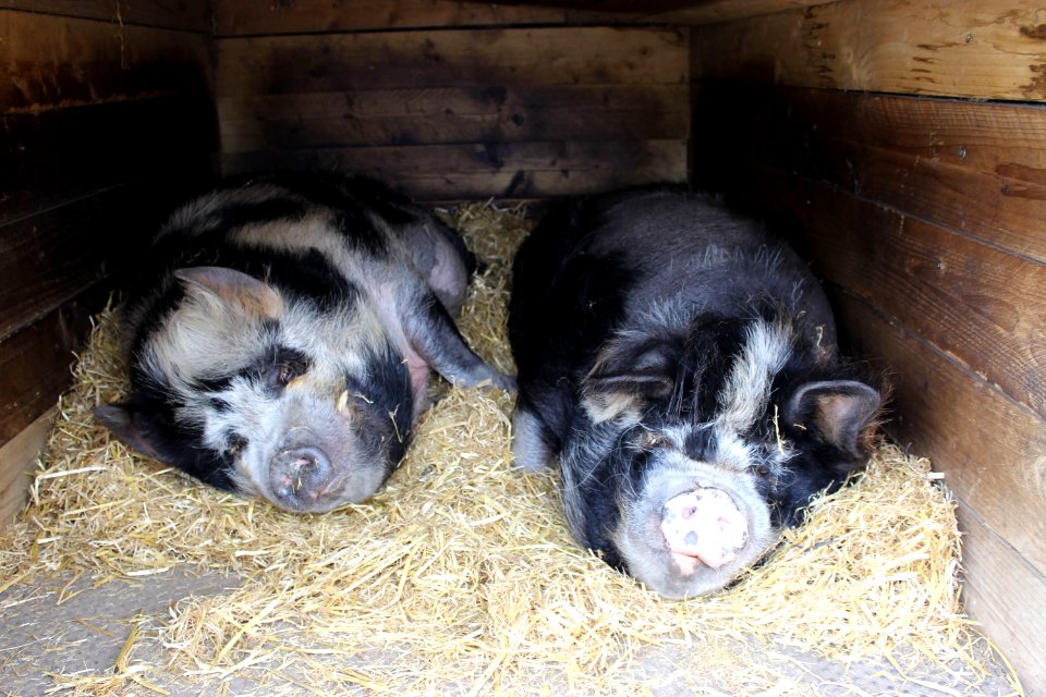 petkunekunepig-2