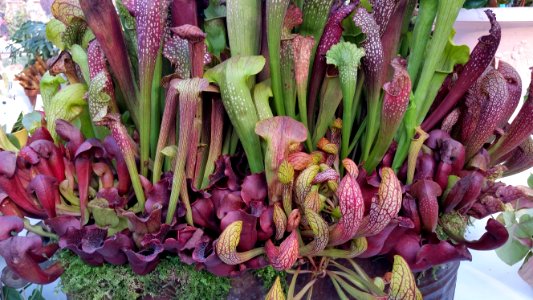 Award winning pitcher plant, state fair