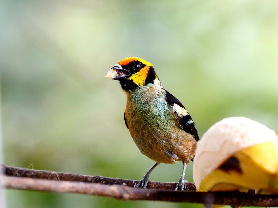 Flame-faced Tanager, Tangara parzudakii - 260A2452