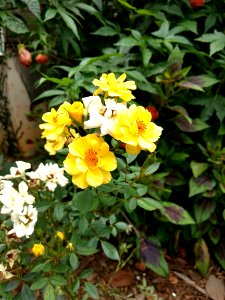 Jardim Botânico Plantarum