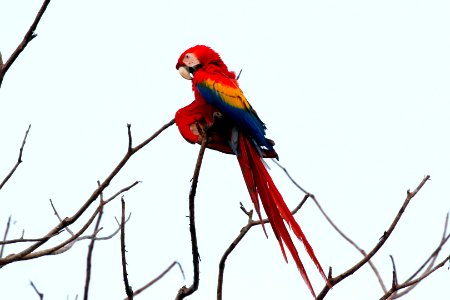 Scarlet Macaw photo